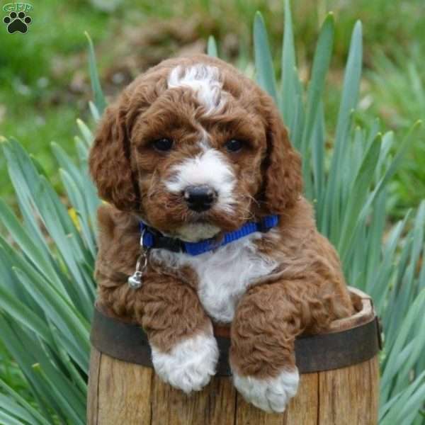 Baxter, Mini Labradoodle Puppy